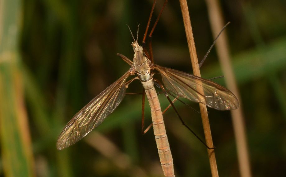 Tiplice bahenní Tipula paludosa